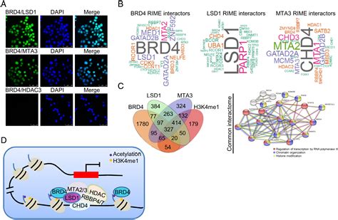 brd4 antibody bethyl|An Emerging Cancer Target and Epigenetic .